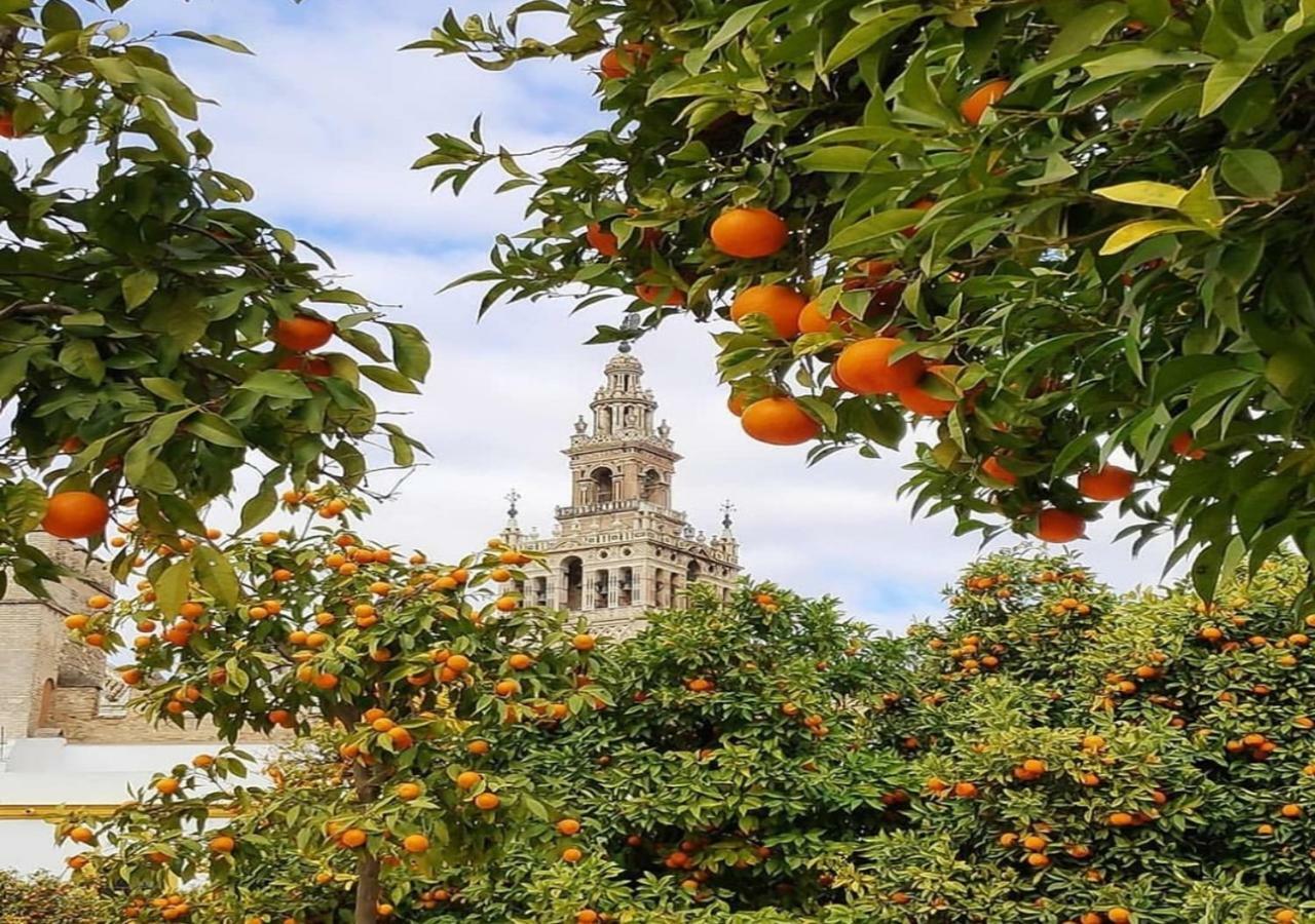 Casa Alfalfa 2 Dormitorios Terraza Y Solarium Privado Sevilla Eksteriør bilde